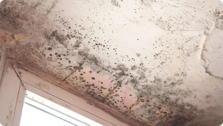 black mold close up view