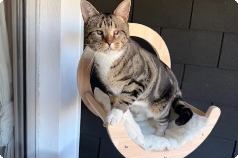 lisa testimonial usa portugal visa