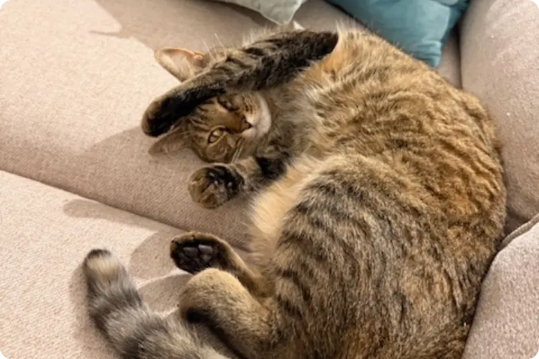 lisa usa to portugal visa