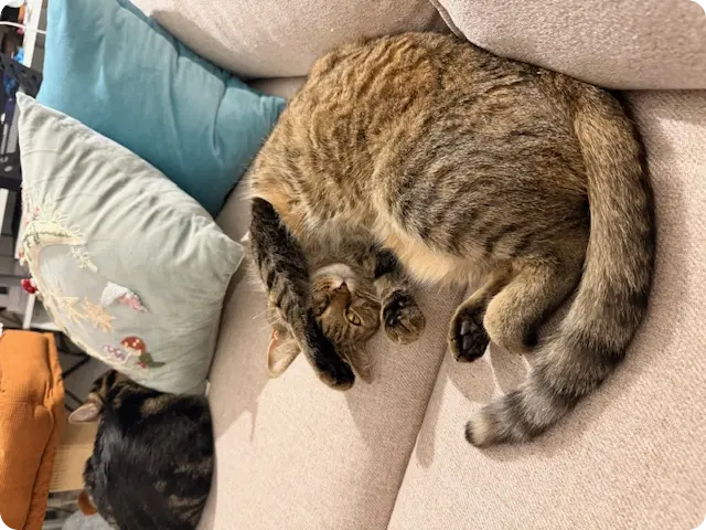 lisa usa to portugal visa