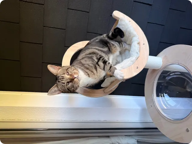 lisa testimonial usa portugal visa